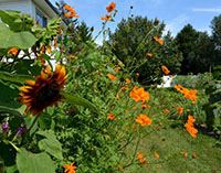 Resident garden